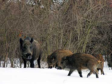  Image name: 62 Cinghiale.jpg 
 width: 370 pixel 
 height: 278 pixel 
 Size: 22982 bytes 
 Click to enlarge 